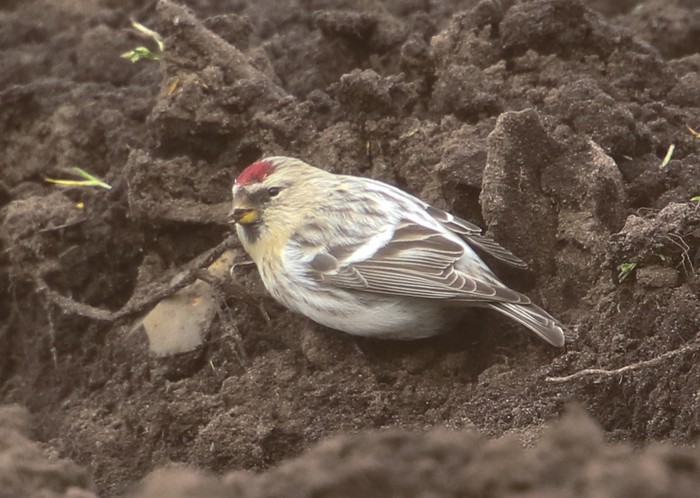 Coues's Arctic Redpoll