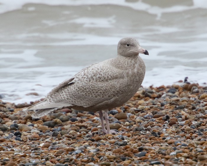 Glaucous Gull