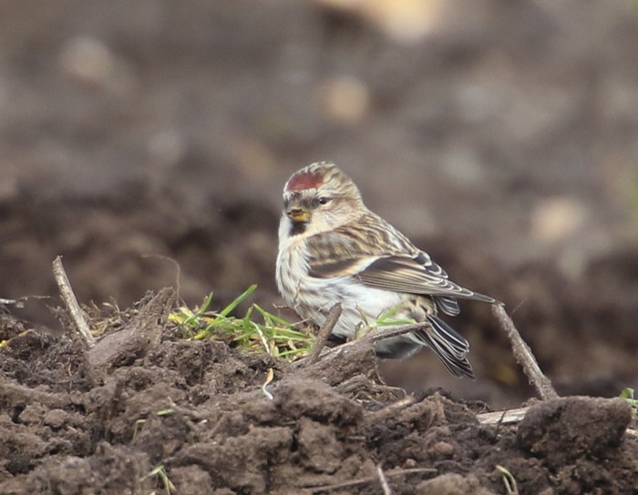 Mealy Redpoll