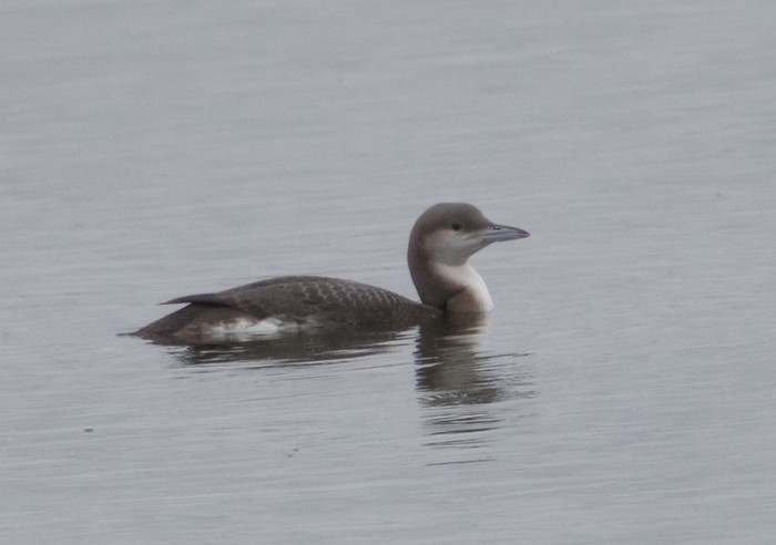 Black-throated Diver