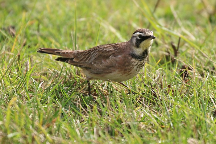 Horned Lark