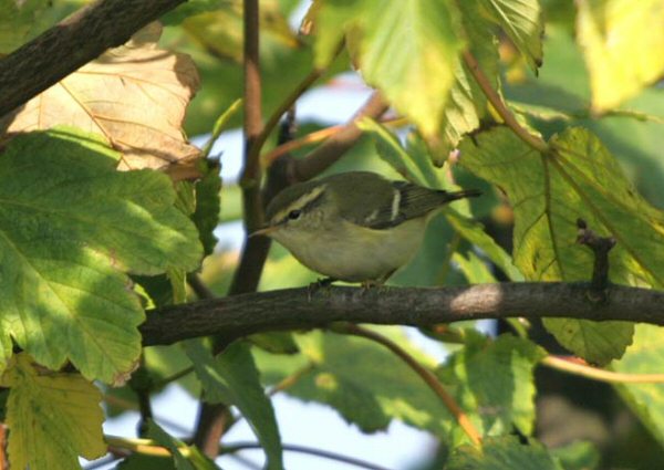 Yellow-browed Warbler