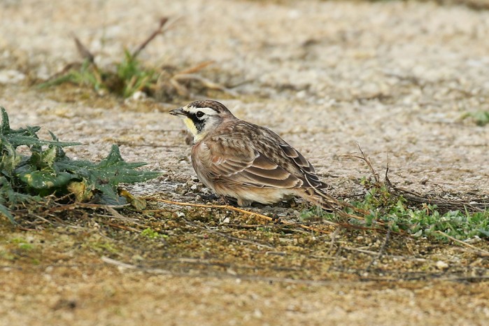 Horned Lark