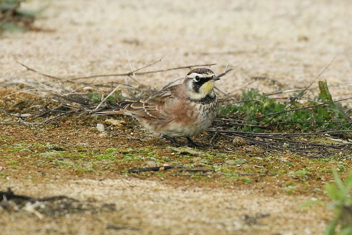 Horned Lark