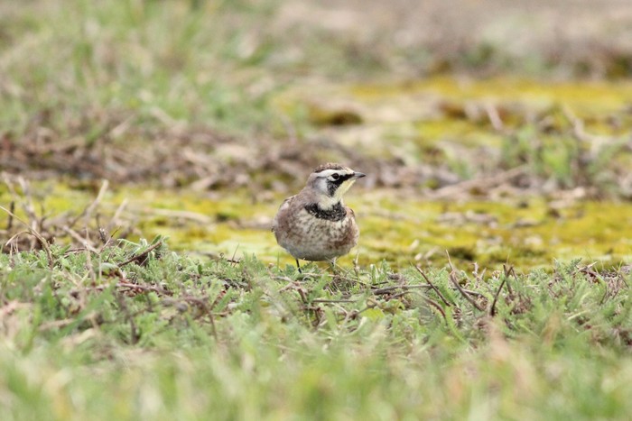 Horned Lark