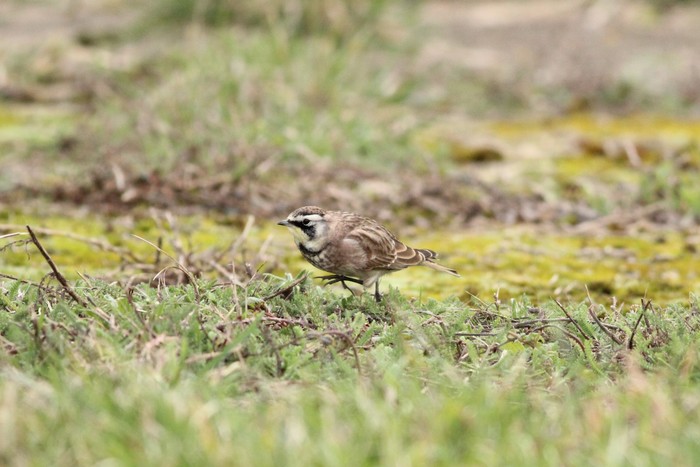 Horned Lark