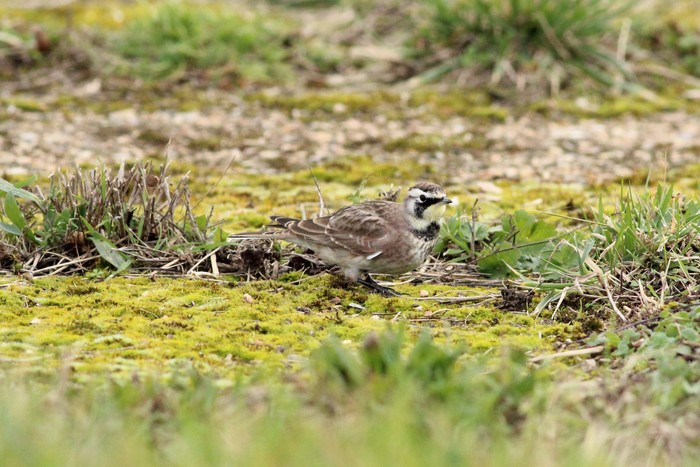 Horned Lark