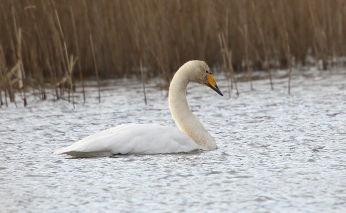 Whooper Swan