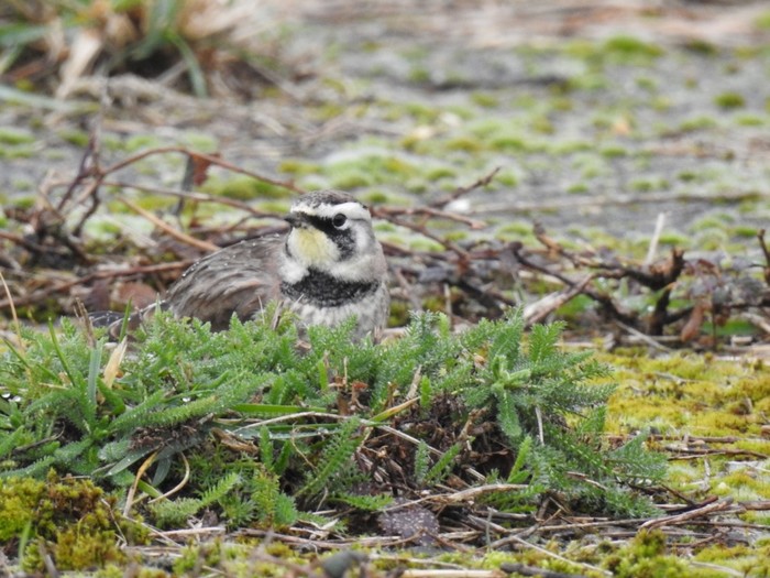 Horned Lark