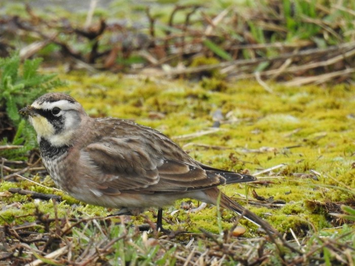 Horned Lark