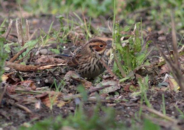Little Bunting