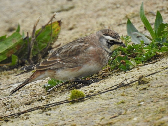 Horned Lark