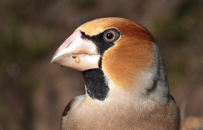 Hawfinch