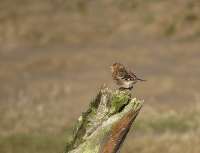 Twite