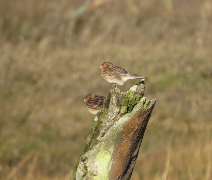 Twite