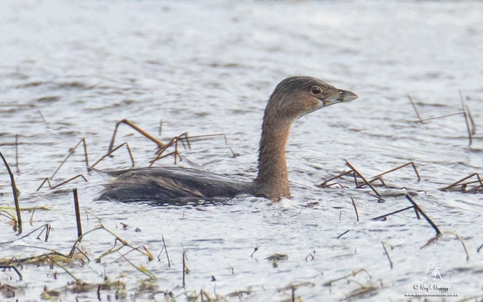 Pied-billed Grebe