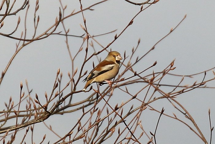 Hawfinch