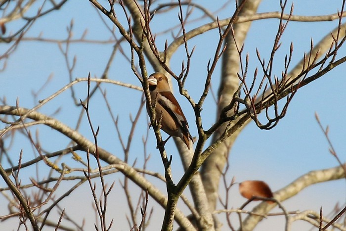Hawfinch
