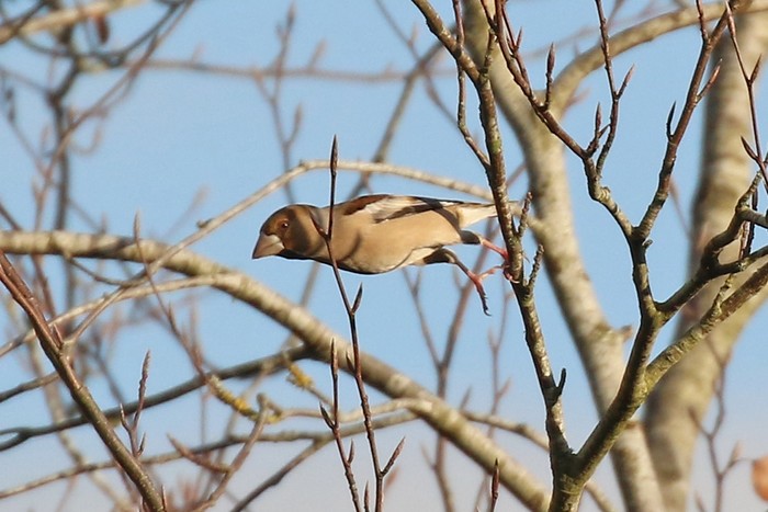 Hawfinch