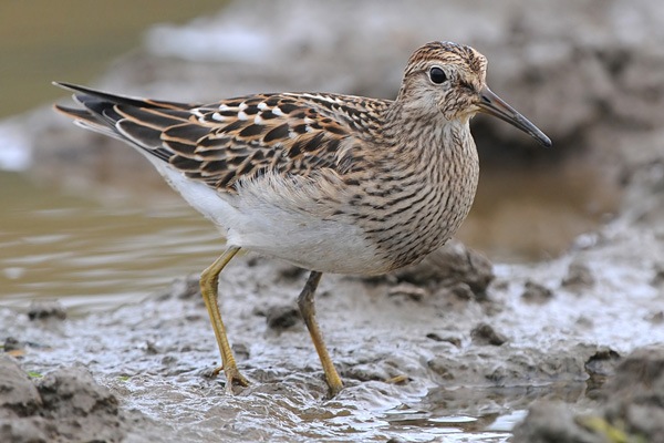Pectoral Sandpiper
