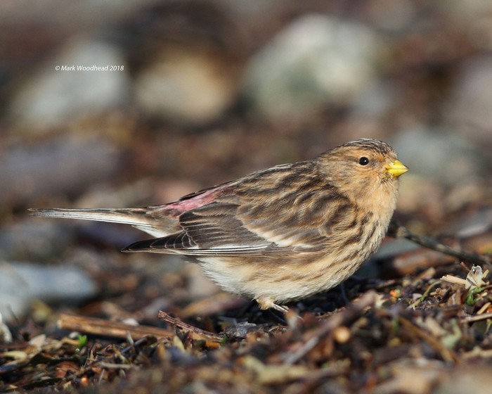 Twite