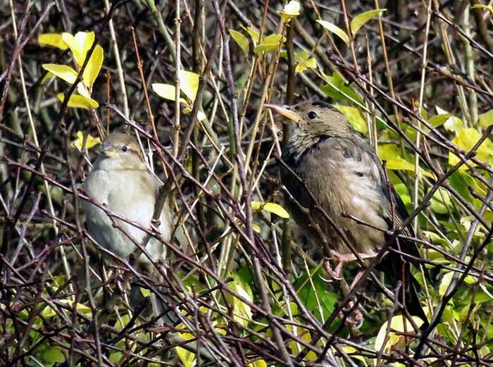 Rose-coloured Starling
