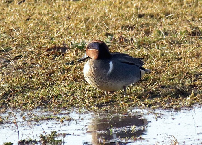 Green-winged Teal