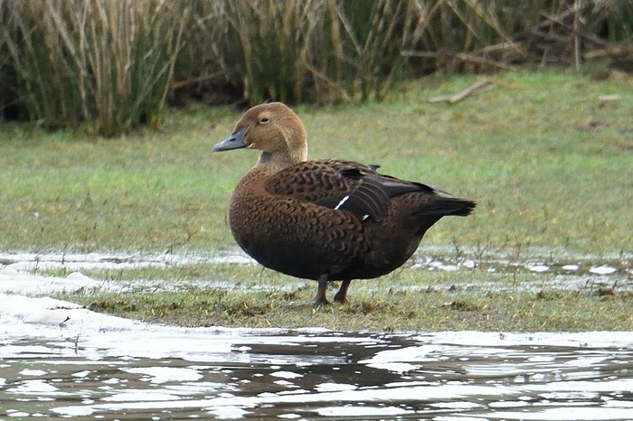 King Eider