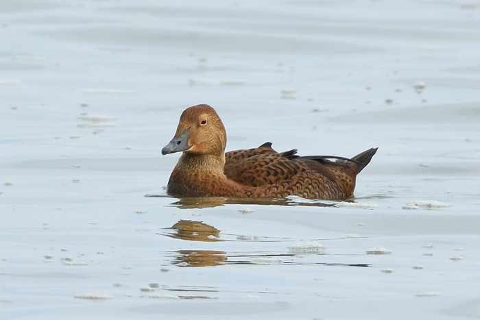 King Eider