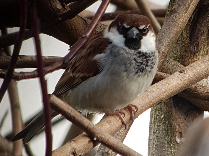 Italian Sparrow