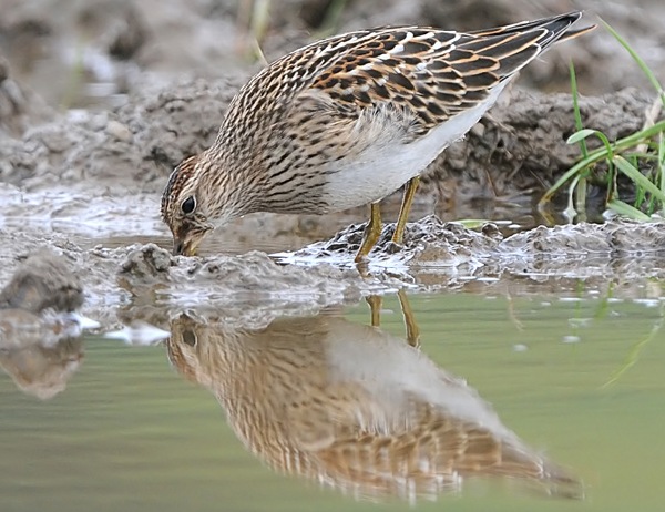 Pectoral Sandpiper