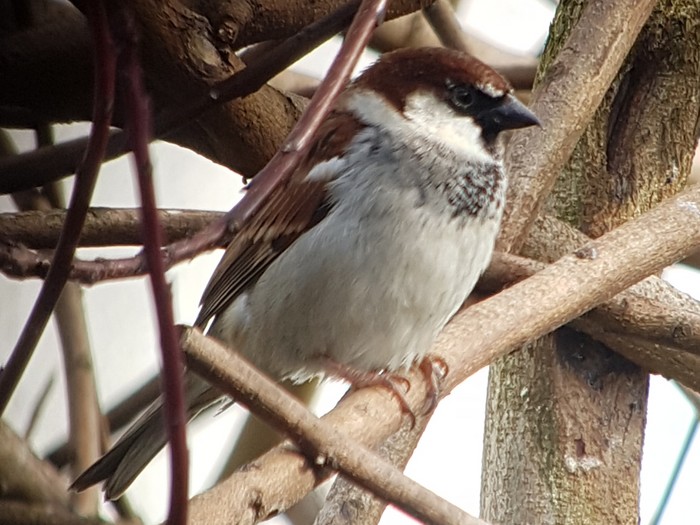 Italian Sparrow