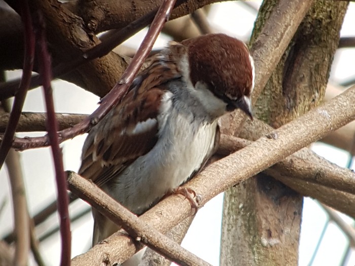 Italian Sparrow
