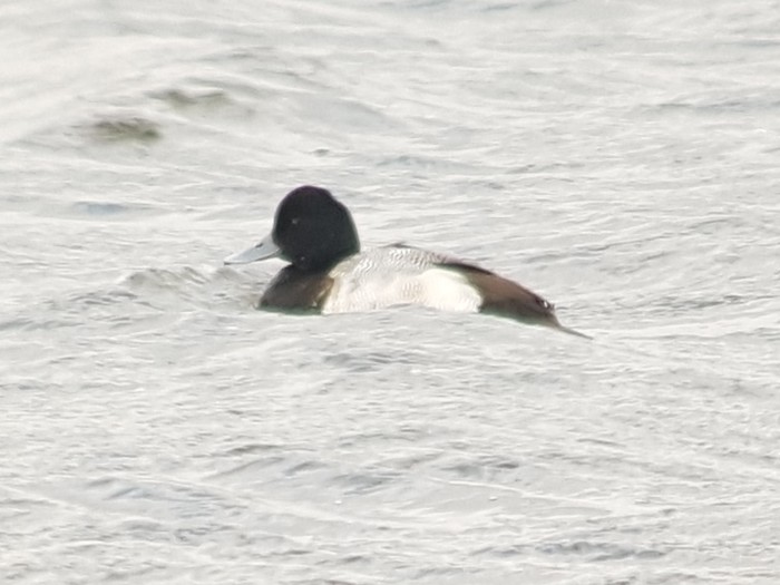 Lesser Scaup