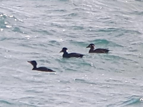 Surf Scoter