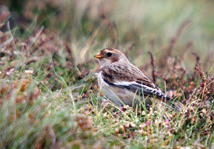 Snow Bunting