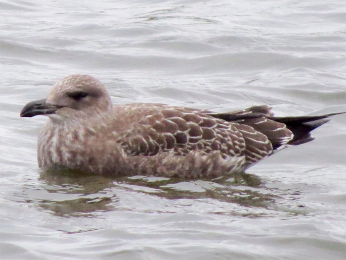 Kelp Gull