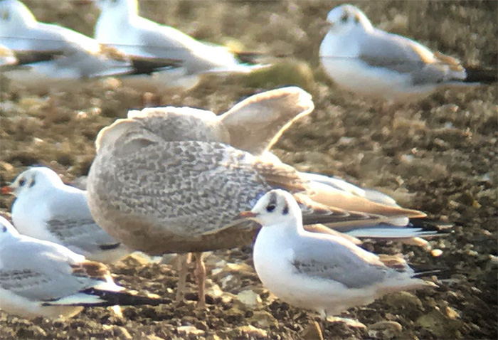 Thayer's Gull