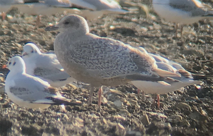 Thayer's Gull