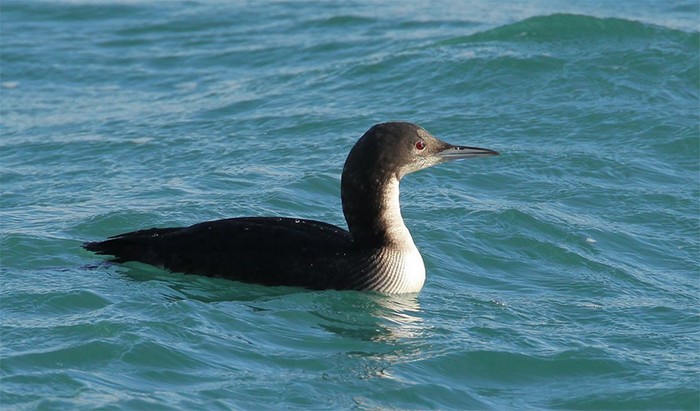 Pacific Diver