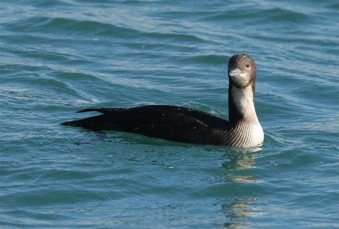 Pacific Diver