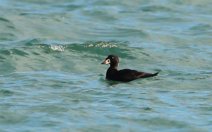 Surf Scoter
