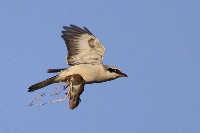 Great Grey Shrike