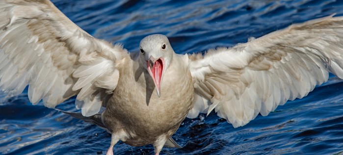 Glaucous Gull
