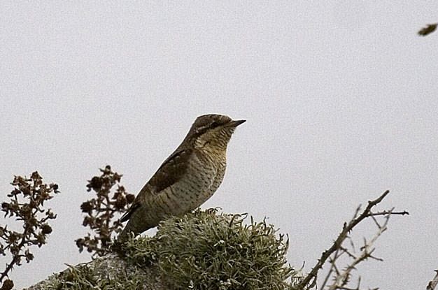 Wryneck