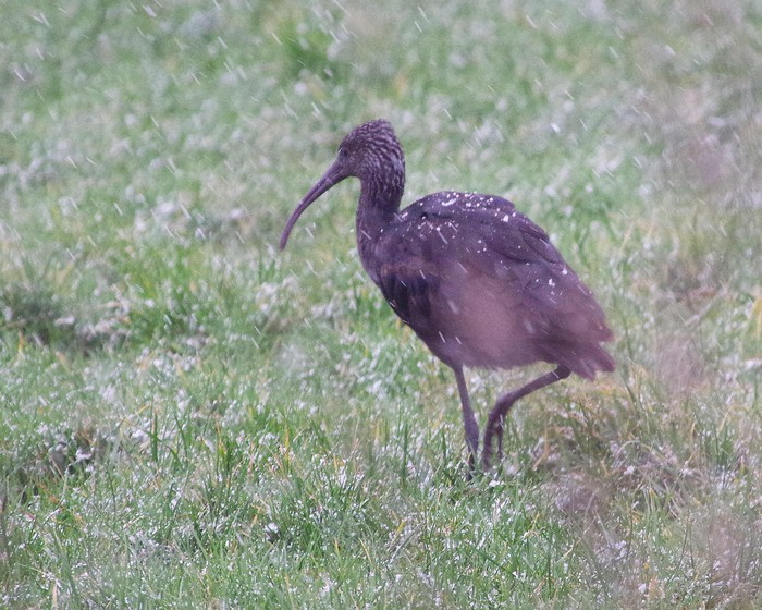 Glossy Ibis