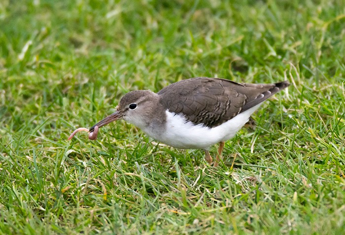 Spotted Sandpiper