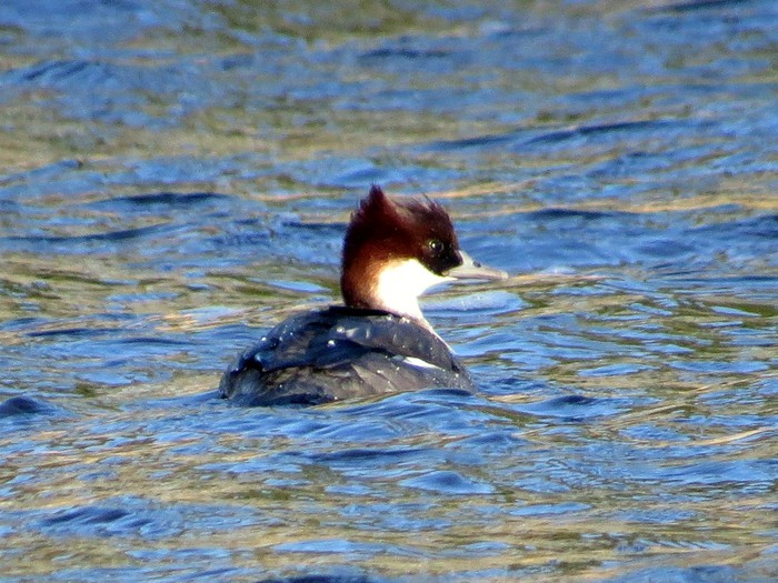 Smew