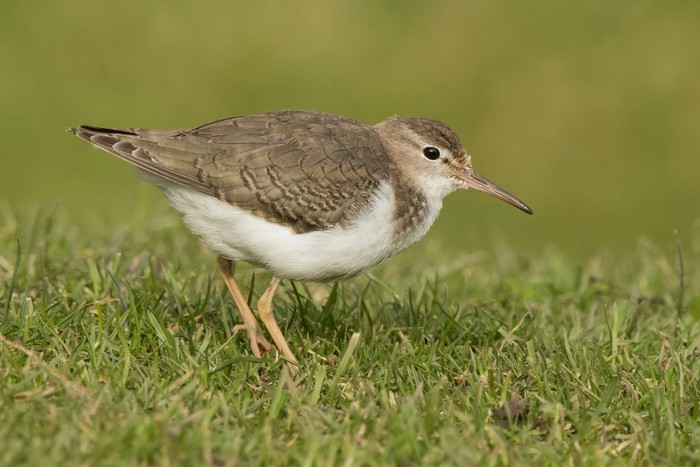 Spotted Sandpiper