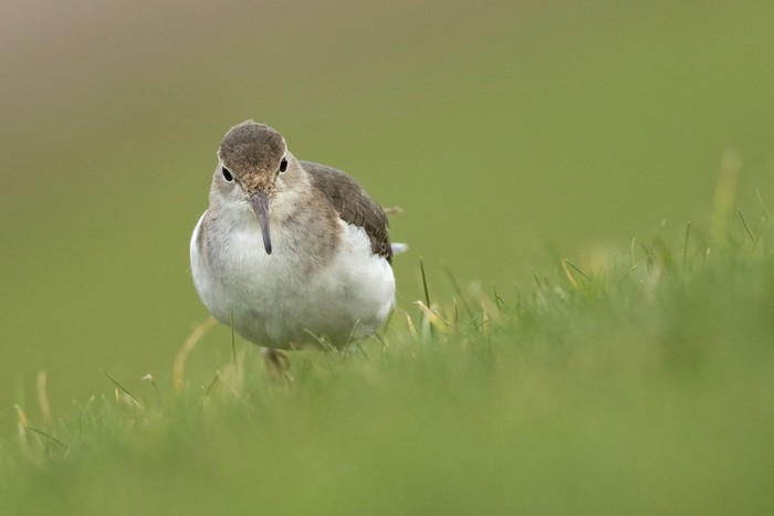 Spotted Sandpiper